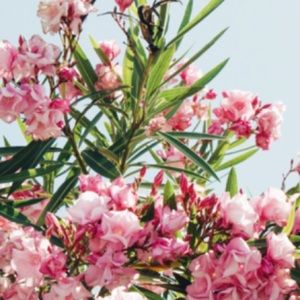 Meet your Posher, Krista grace